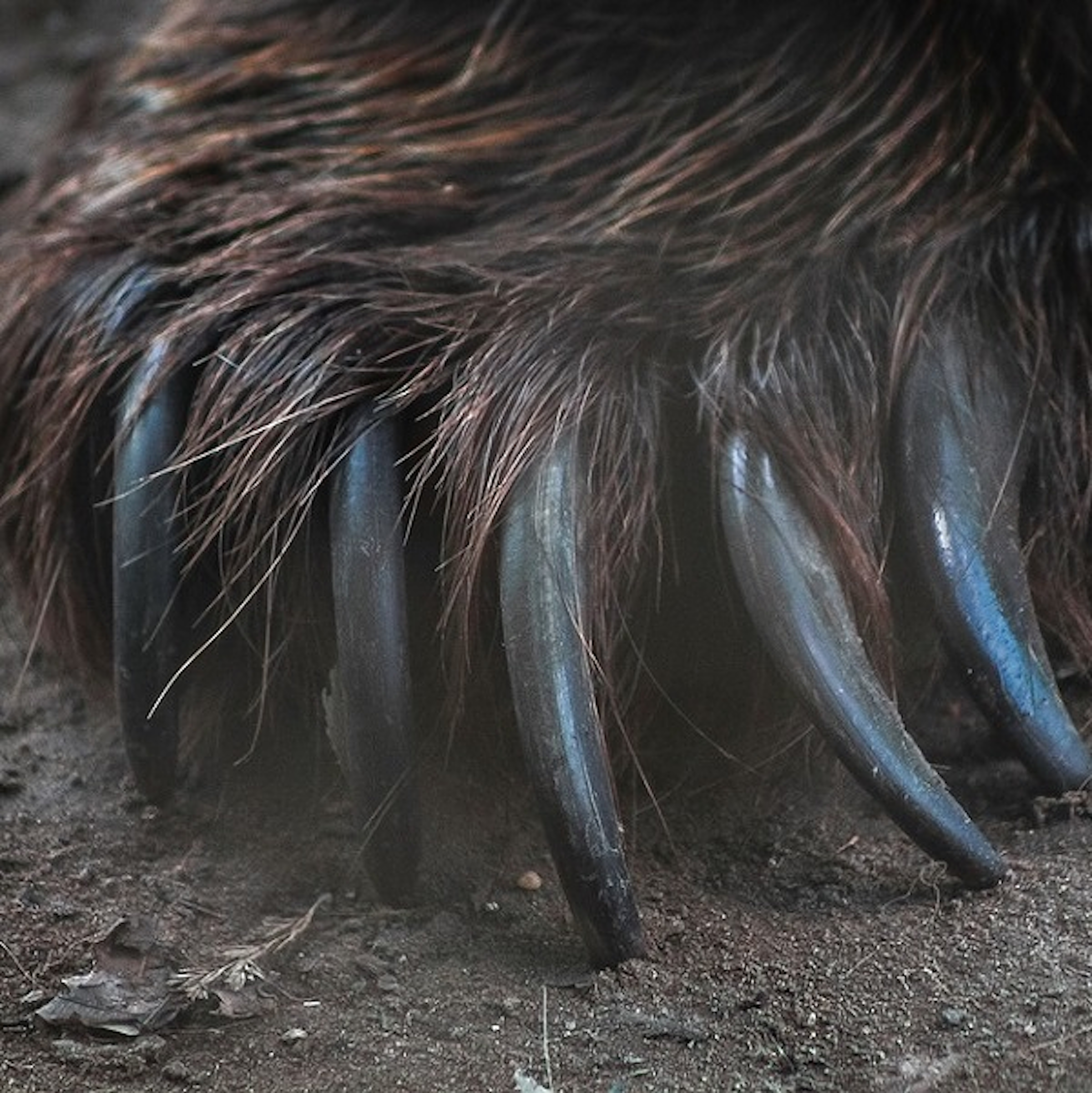是動物夾傷事件頻傳，「捕獸夾」成野生動物頭號殺手這篇文章的首圖