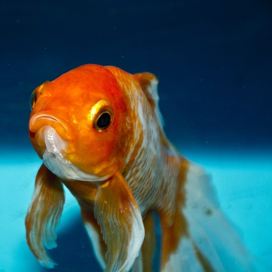 是養一隻金魚違法?看瑞士的3個特殊規定的第2張圖