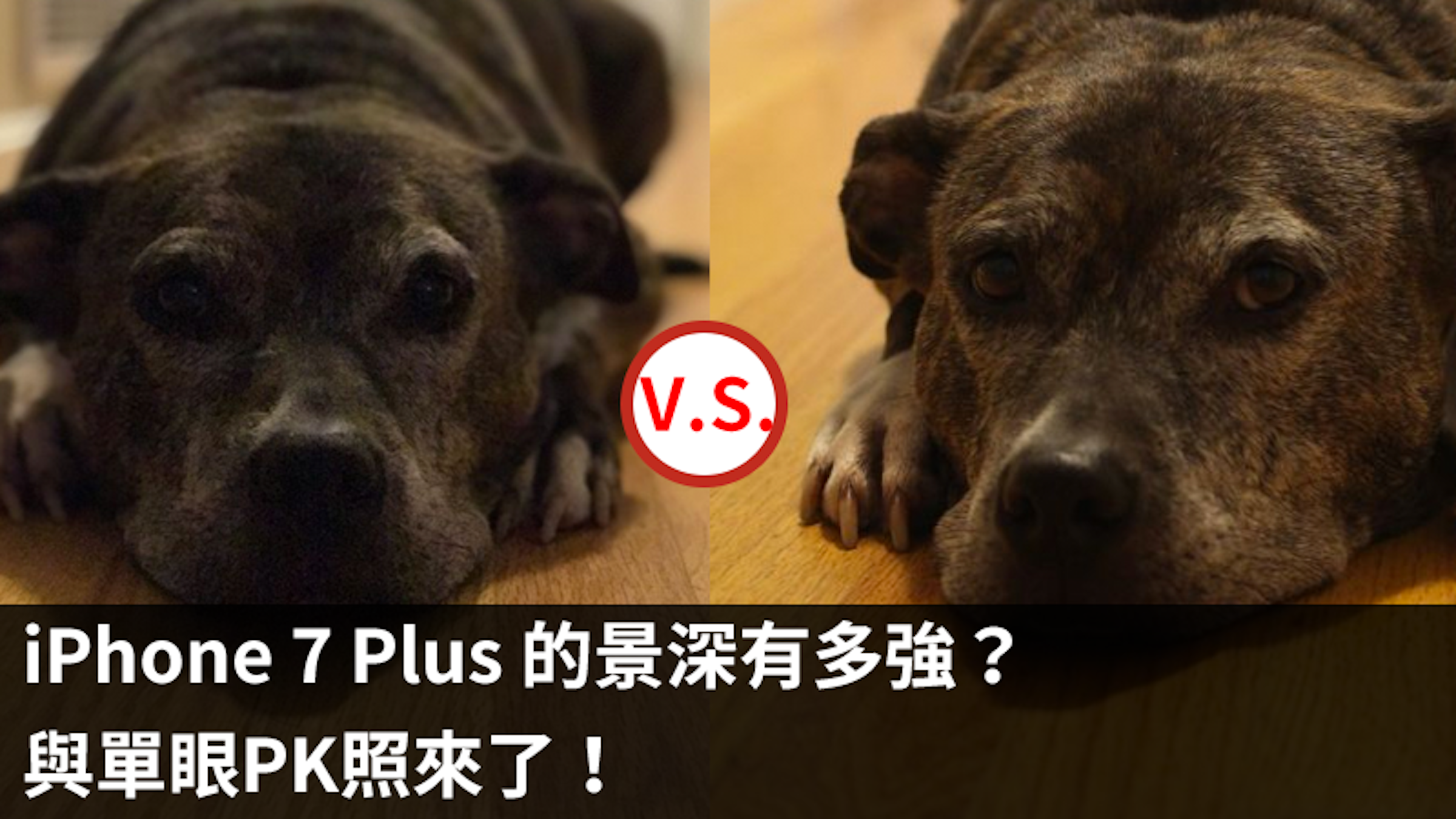 是iPhone 7 Plus景深PK來了！對象還是單眼這篇文章的首圖