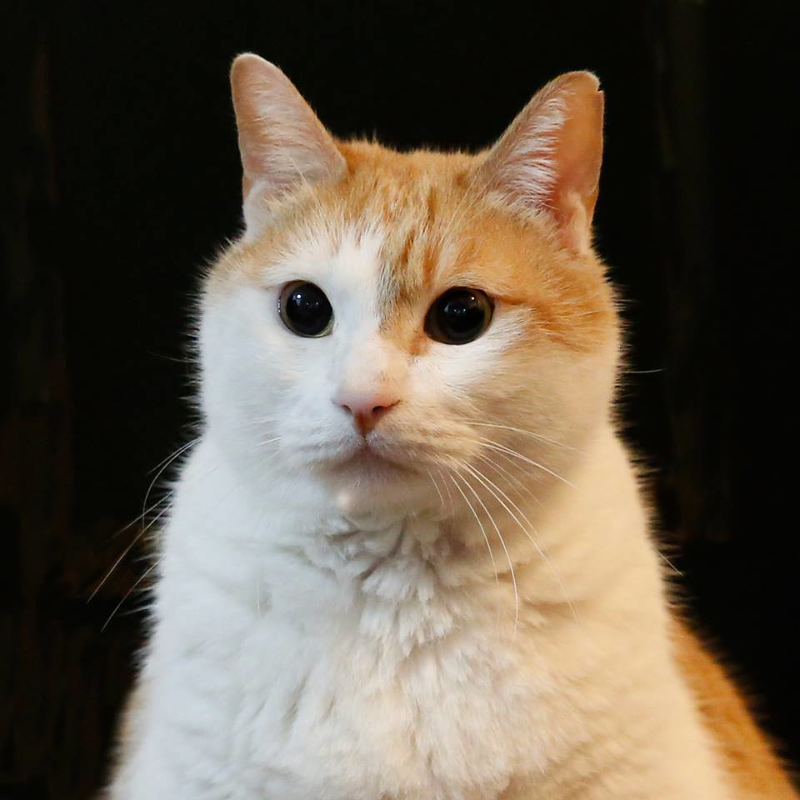 首圖