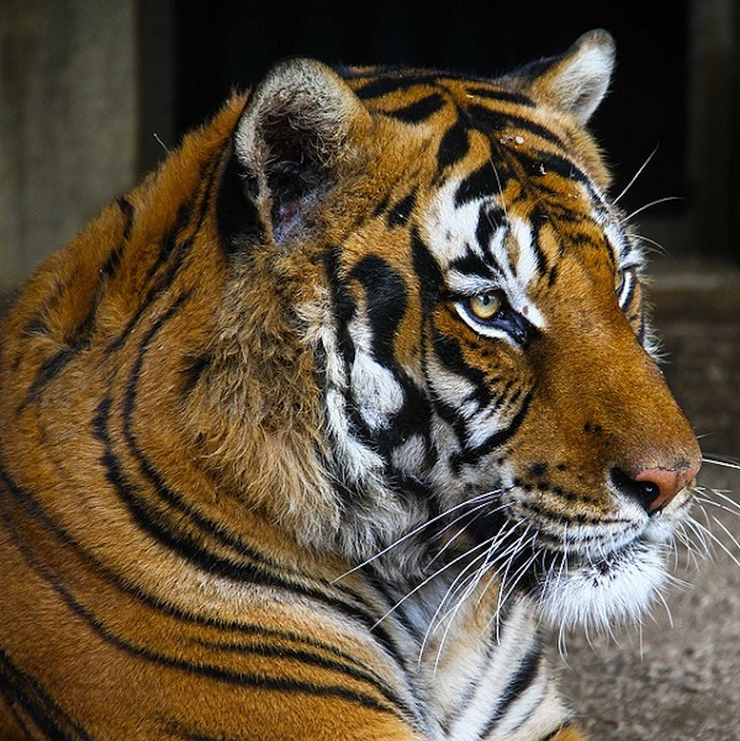 是中國動物園推活驢餵虎，「活體餵食」再惹議這篇文章的首圖