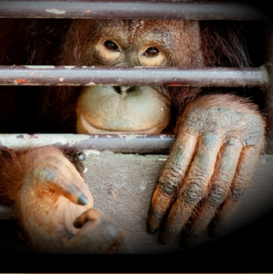 是今「世界動物日」,喚起對動物的重視!的第2張圖