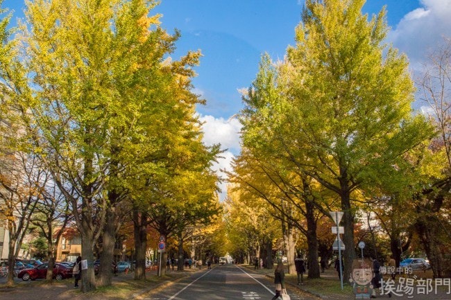 是『日本自助旅行』10月北海道札幌必訪景點 — 北海道大學銀杏大道這篇文章的首圖