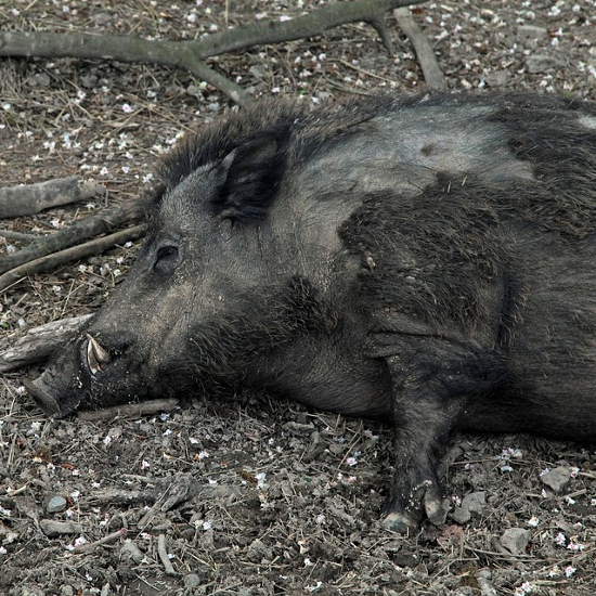 是中國網路直播虐殺動物,引發激烈爭議!的第2張圖