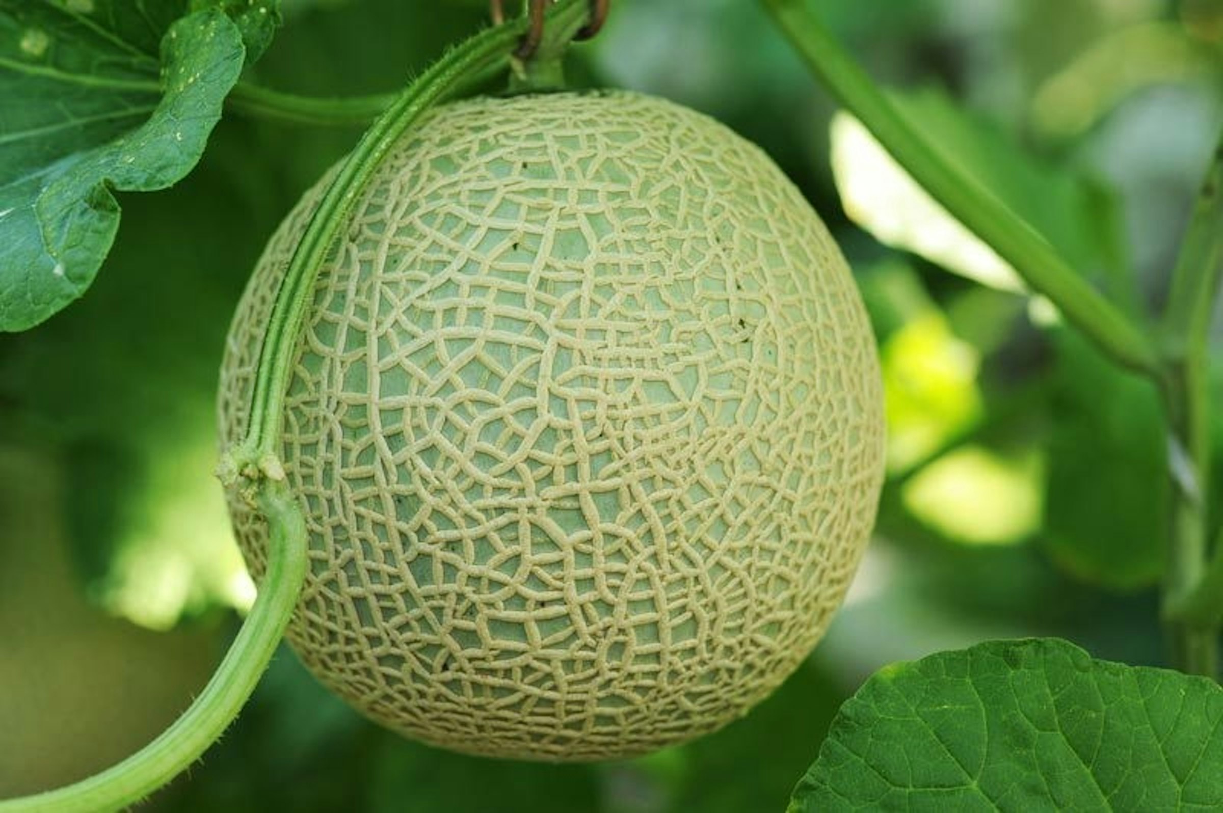是Yahoo揭曉台灣10大Kuso用語 「哈味」奪冠這篇文章的首圖
