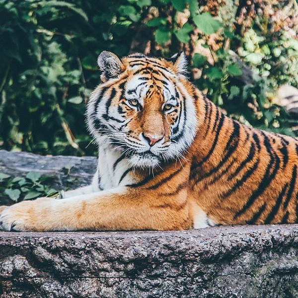 首圖