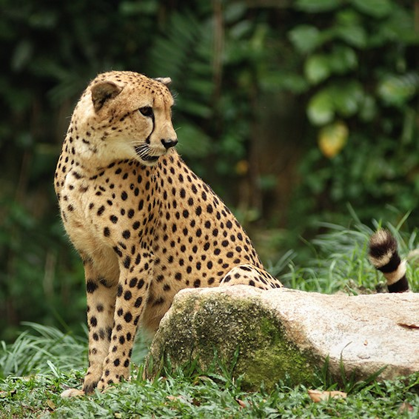Panther與puma差在哪 英語的 豹 超複雜 Cool3c