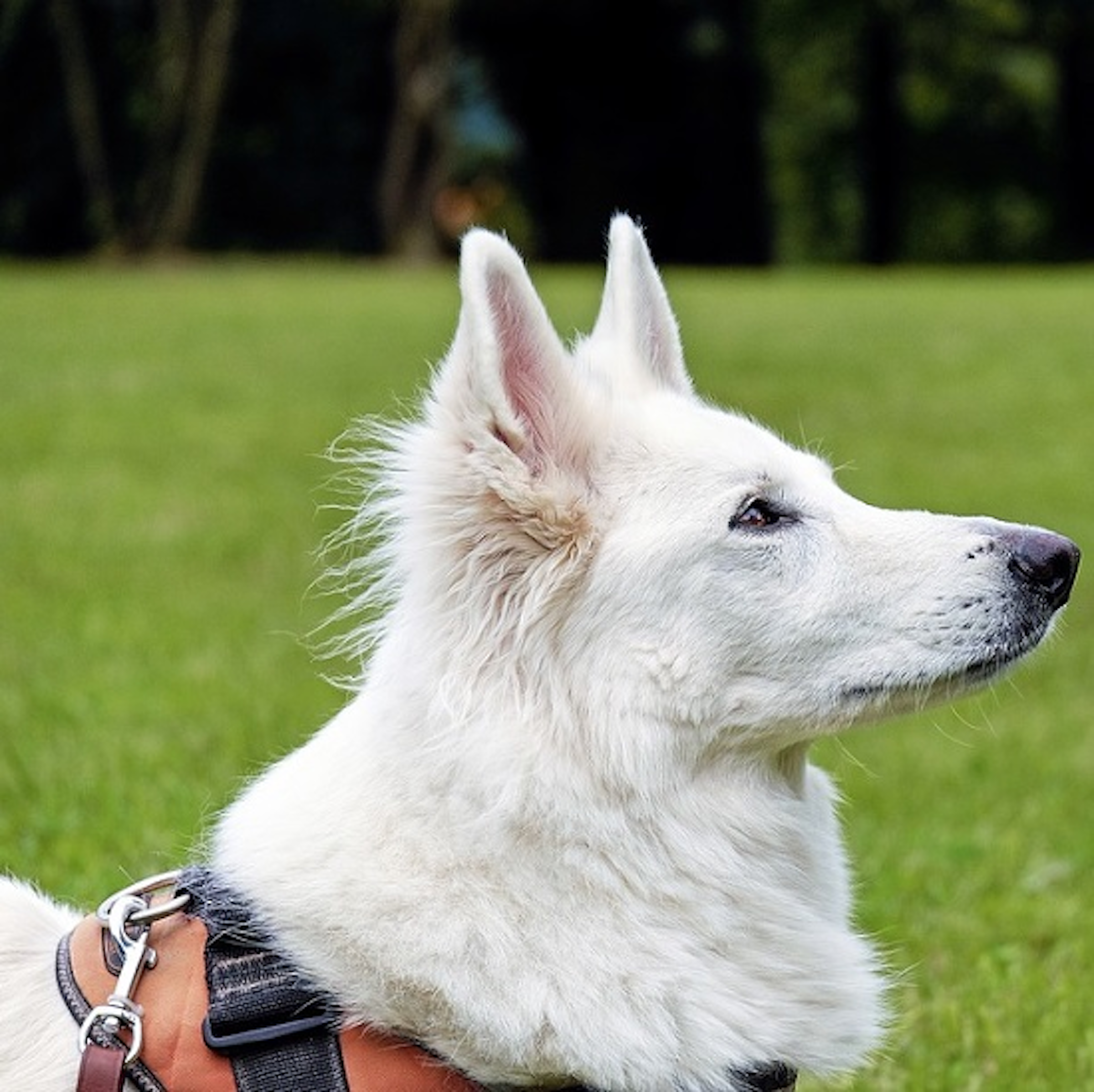 是糖尿病通報犬，隨時留意患者的血糖這篇文章的首圖