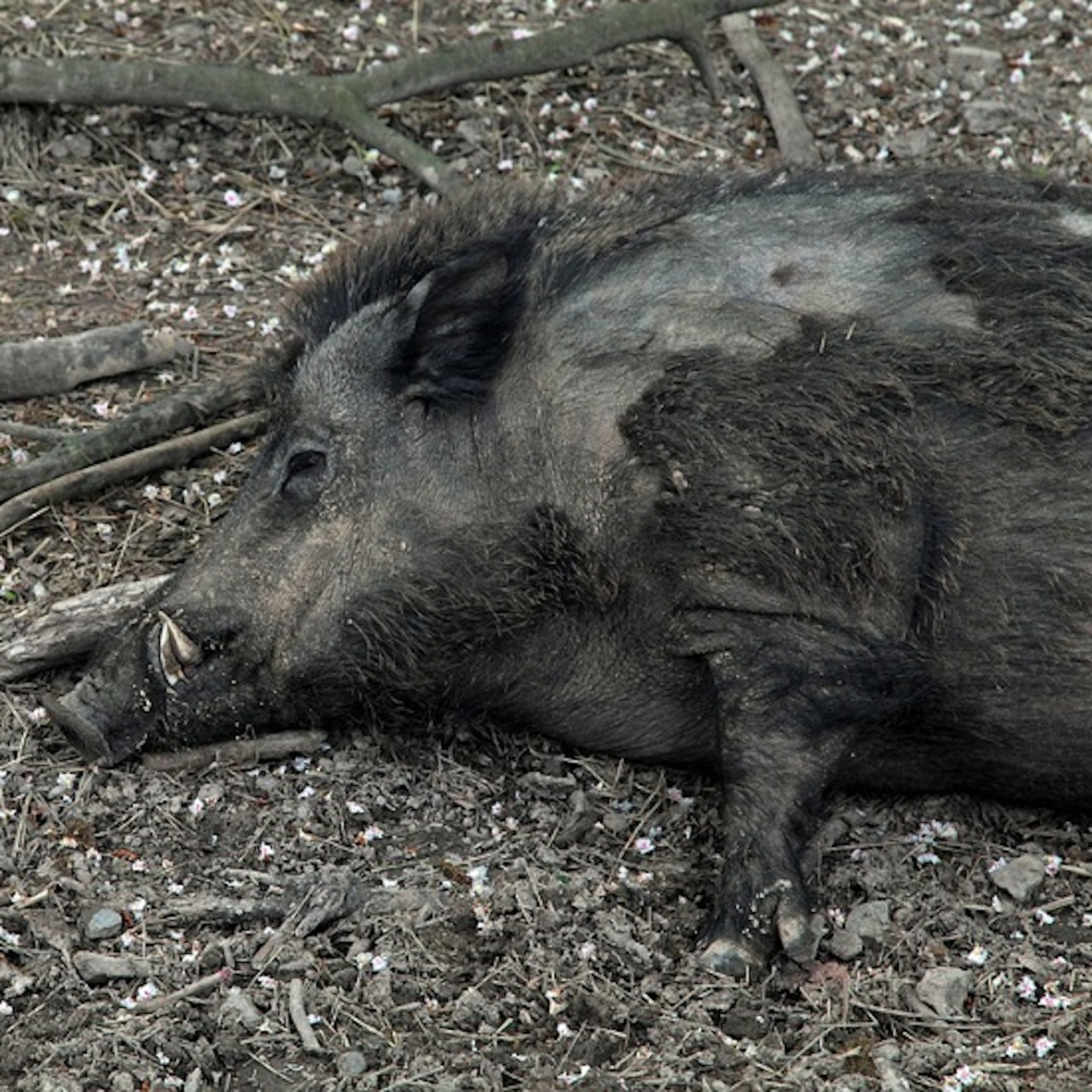 是中國網路直播虐殺動物，引發激烈爭議！這篇文章的首圖