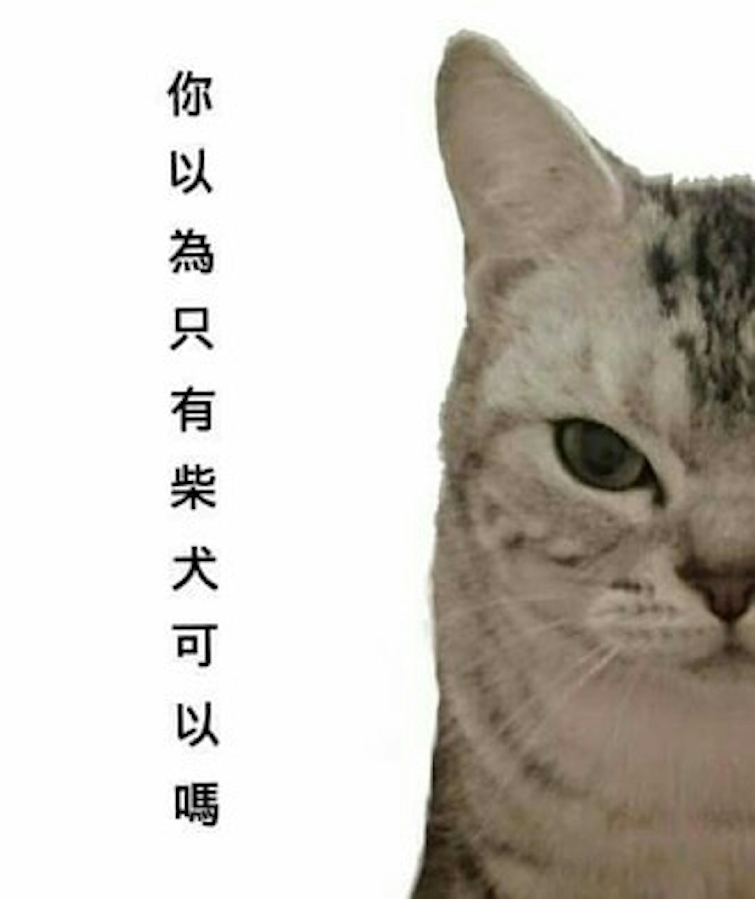 是作者爆料：我的柴犬圖App其實是侵權的！這篇文章的首圖