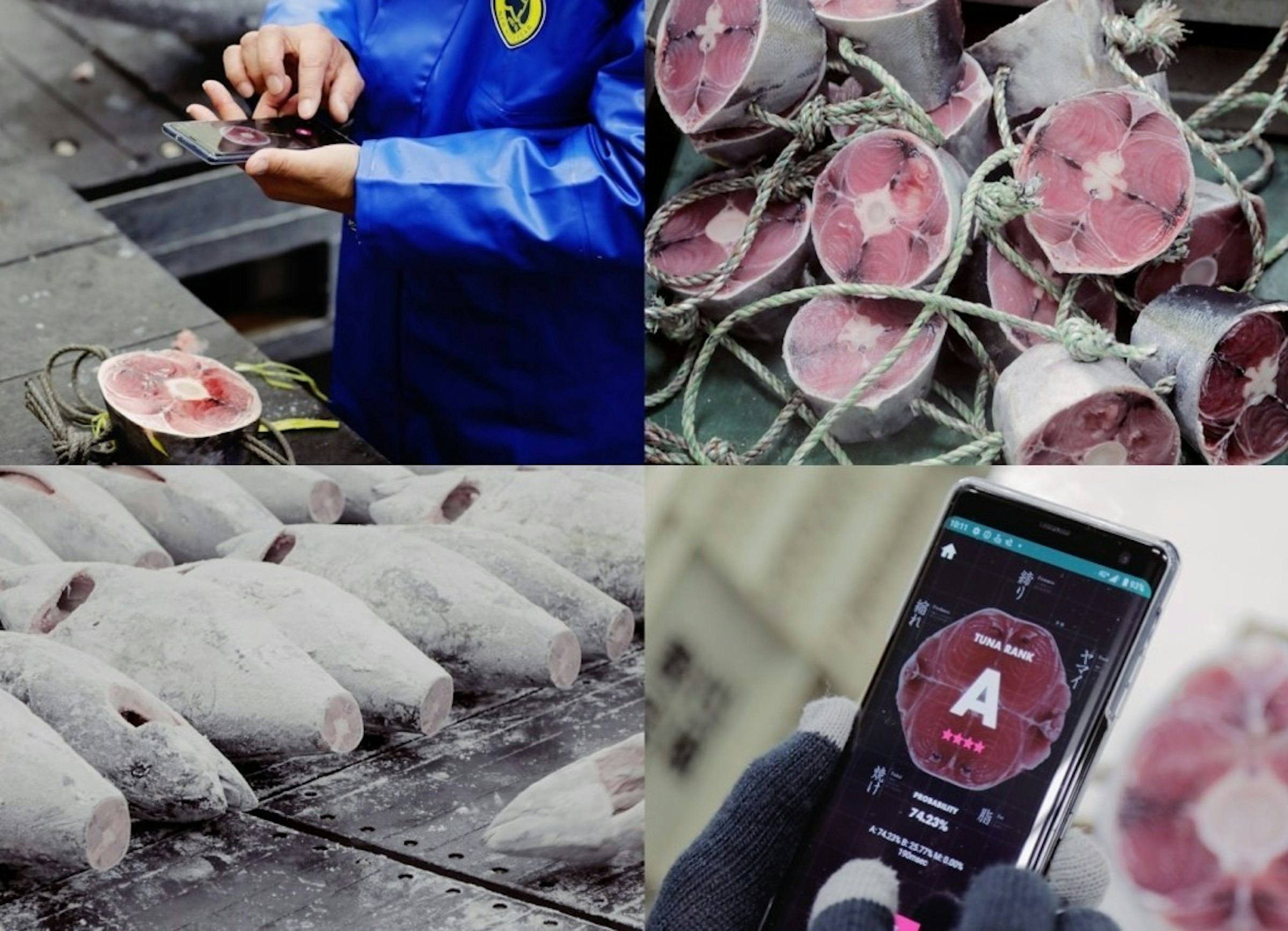 是電腦也會分析鮪魚肉質，透過手機拍攝即可完成判斷這篇文章的首圖