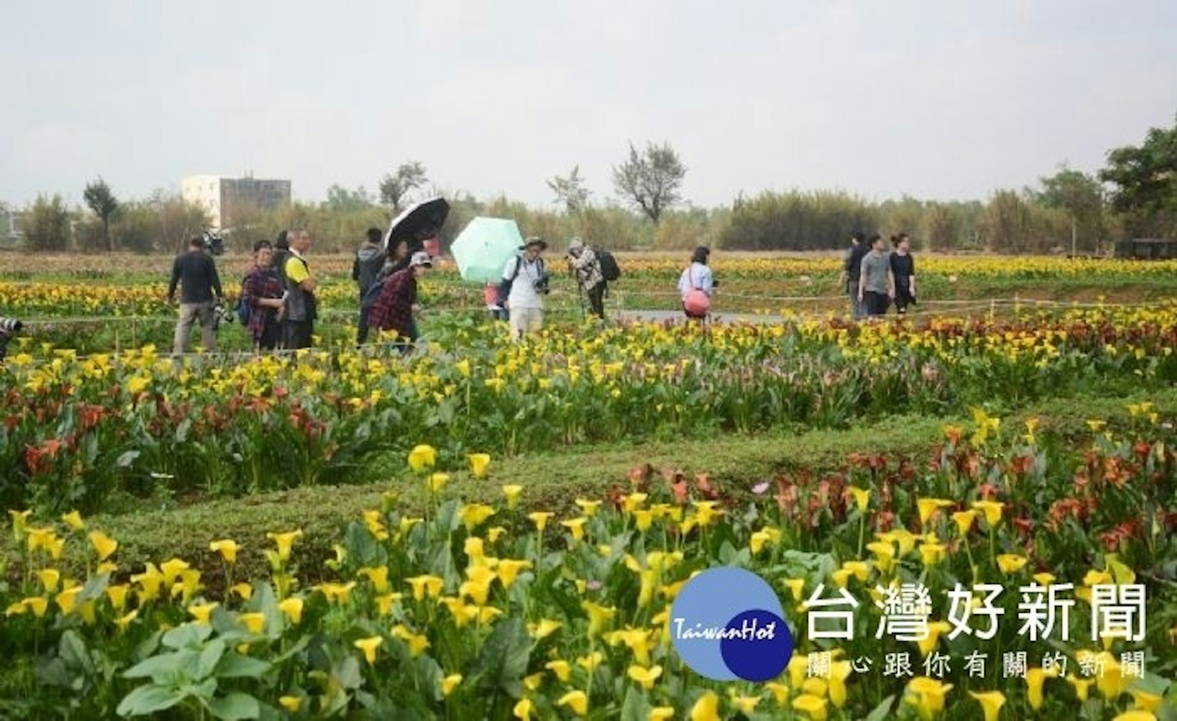 是桃園彩色海芋季開幕　感受農村生活魅力這篇文章的首圖