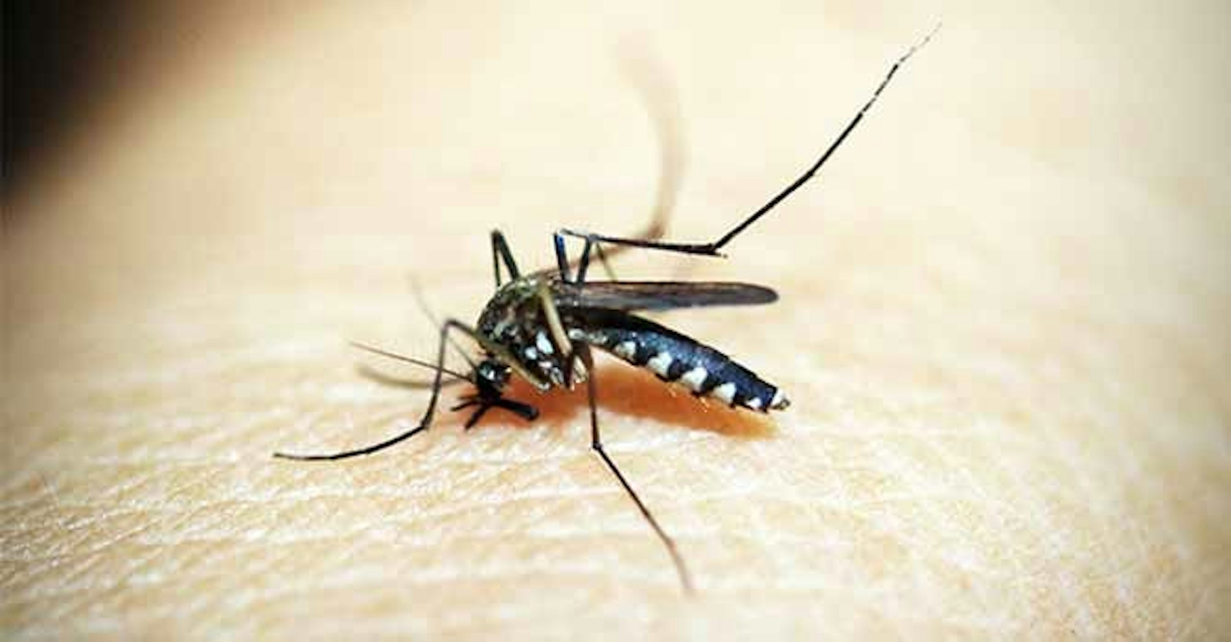 照片中包含了que es paludismo、沼澤蚊子、瘧疾、登革熱、黃熱病蚊子