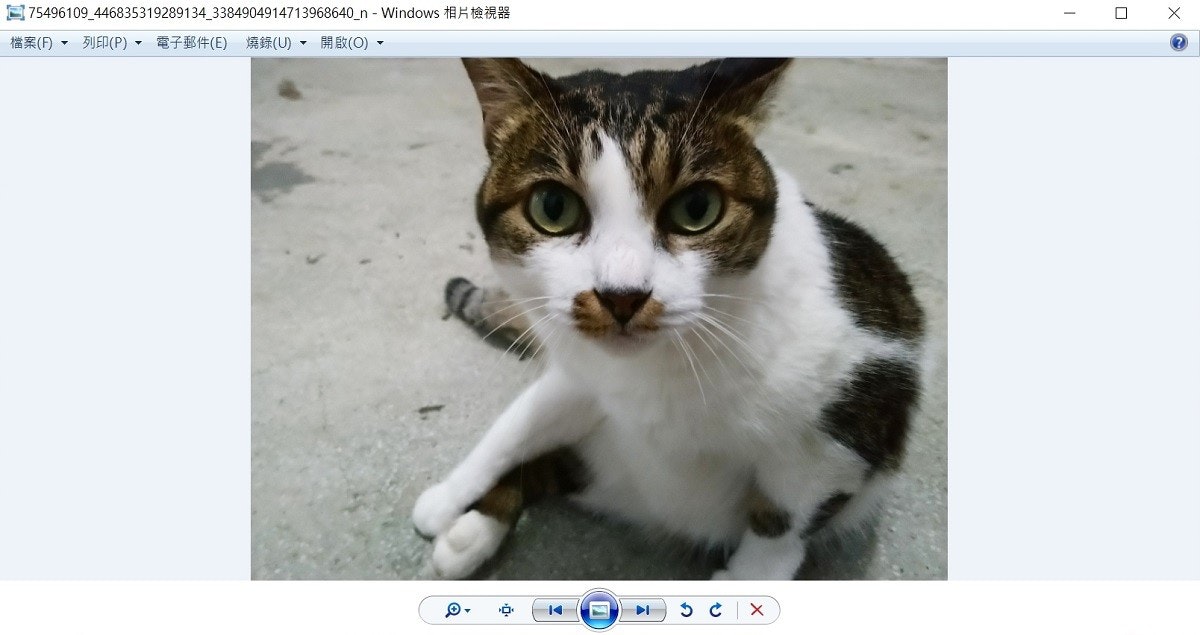 照片中提到了E 75496109_446835319289134 3384904914713968640_n - Windows e、檔案(F)▼ 列印(P)▼ 電子郵件(E) 燒録(U)▼開啟(O) ▼,包含了teknik resimgörünüşÇıkarma、愛琴海貓、歐洲短毛貓、晶須、家養短毛貓