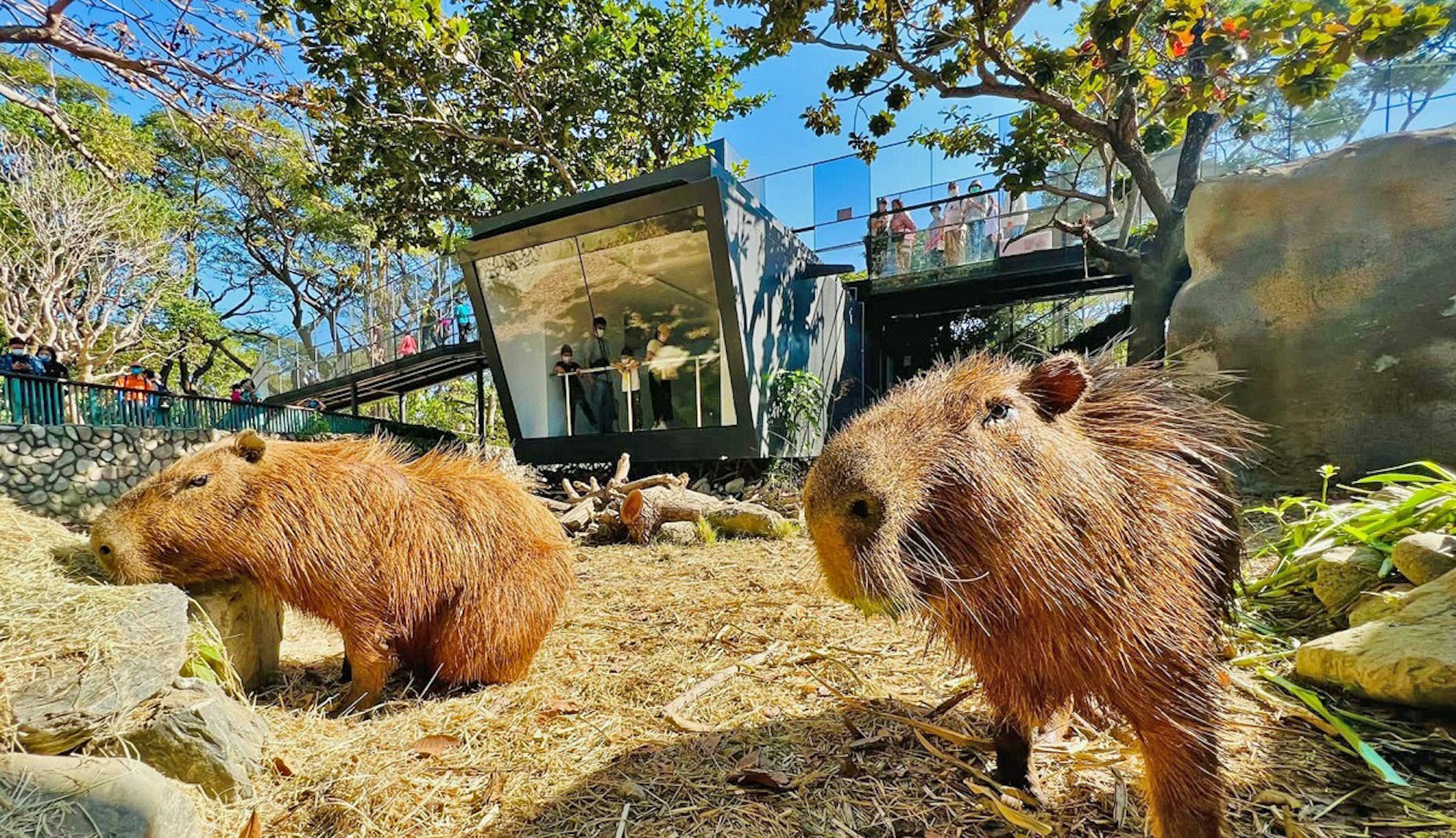照片中包含了高雄市壽山動物園、高雄市壽山動物園、雅虎！台灣、動物園、美國宇航局