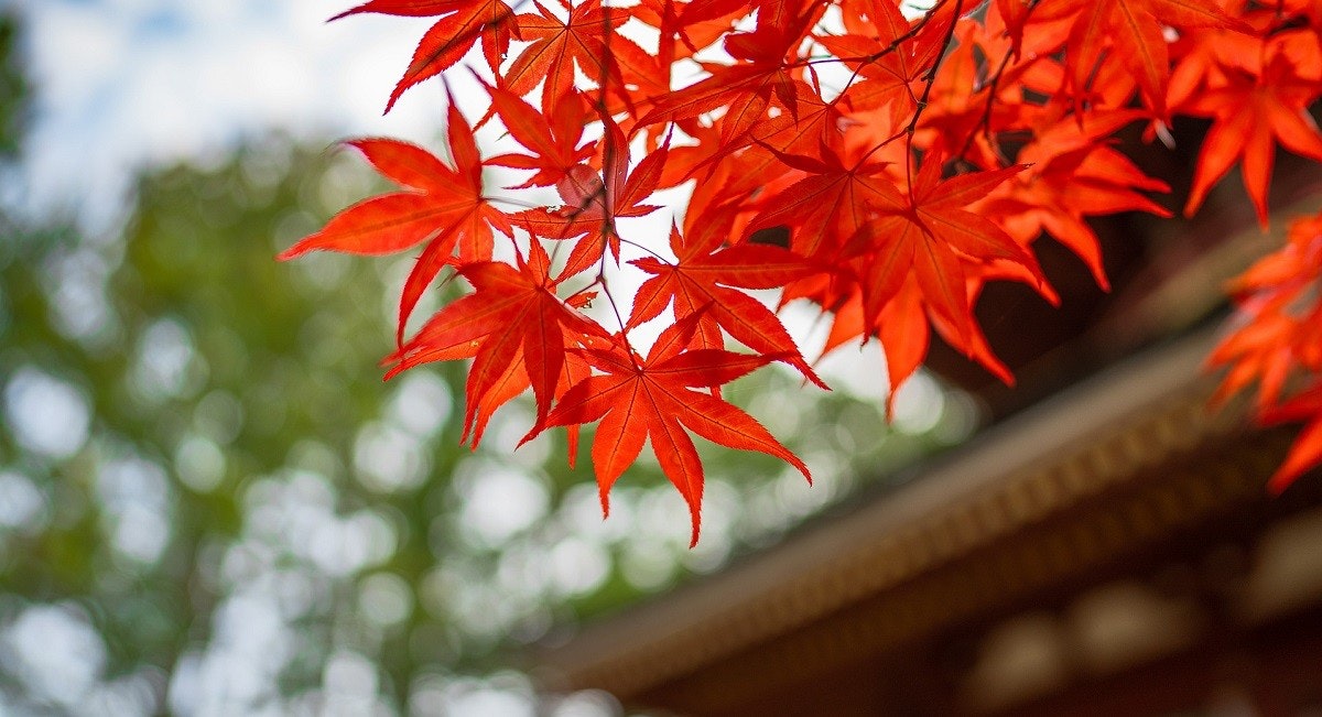 照片中包含了日本楓樹、日本楓樹、紅楓樹、葉、樹