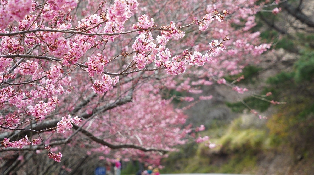 照片中包含了開花、武陵農場、國光威樂假期旅行社、櫻花盛開、旅遊