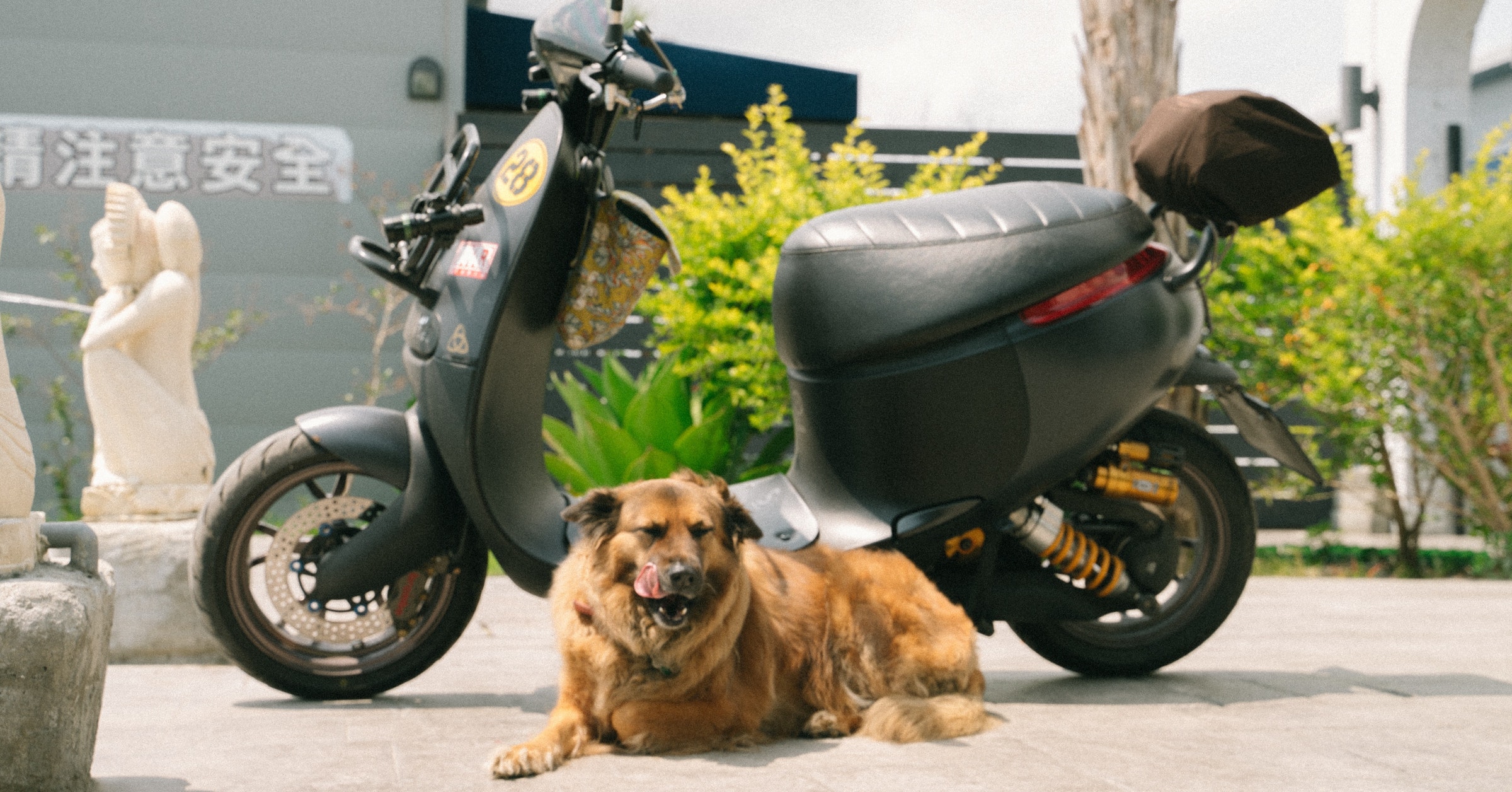 照片中提到了青注意安全，包含了狗、摩托車、狗、摩托車、狗品種