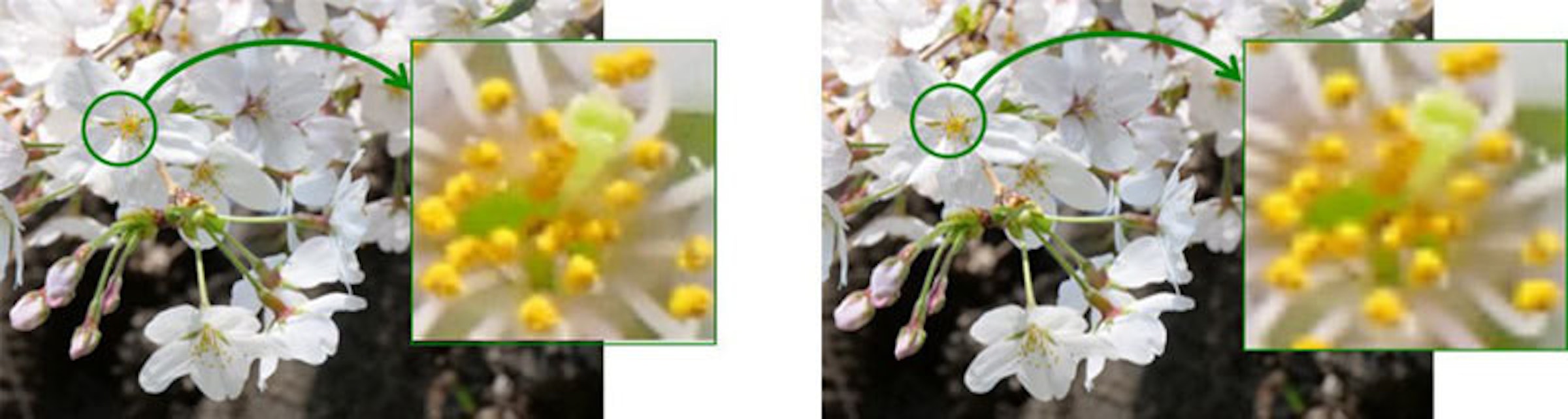 Floral design, , Sony, Design, Plant, OLED, Flowering plant, Website, Information, Reference, spring, flower, yellow, flora, flowering plant, spring, plant, floristry, flower arranging, floral design, wildflower