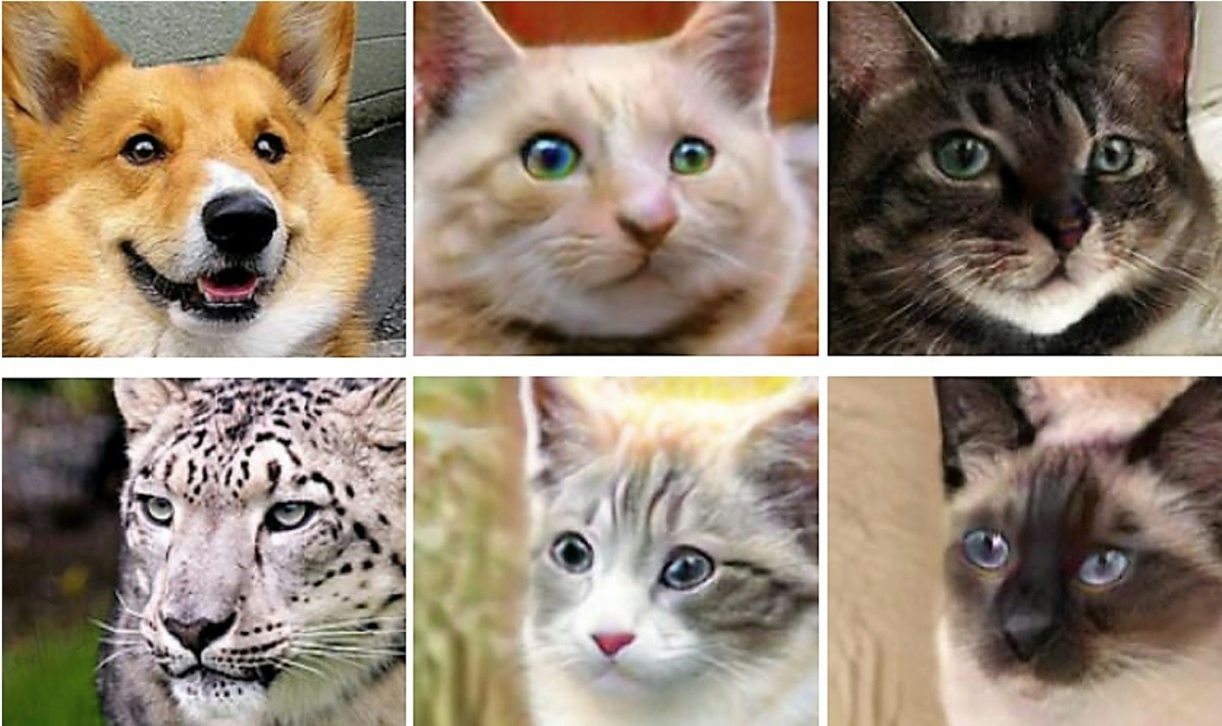 Cat, Deep learning, Research, Tiger, Generative adversarial networks, Dog, Technology, , , Machine learning, Research, cat, fauna, small to medium sized cats, whiskers, dog breed, cat like mammal, wildlife, snout, organism, kitten