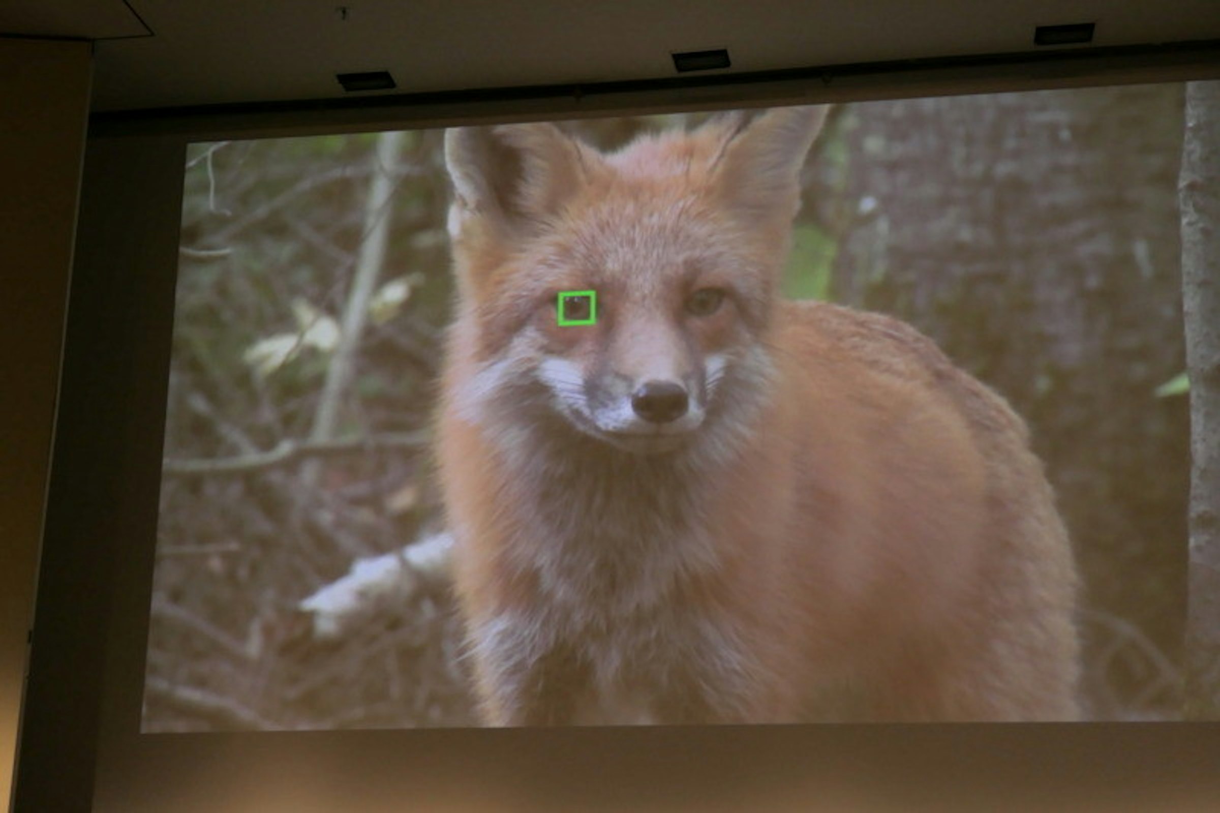 Red fox, Arctic fox, Churchill, Fox, Video, Fur, Kit fox, Footage, B-roll, Hunting, Canada, fauna, fox, red fox, whiskers, wildlife, snout, fur, kit fox