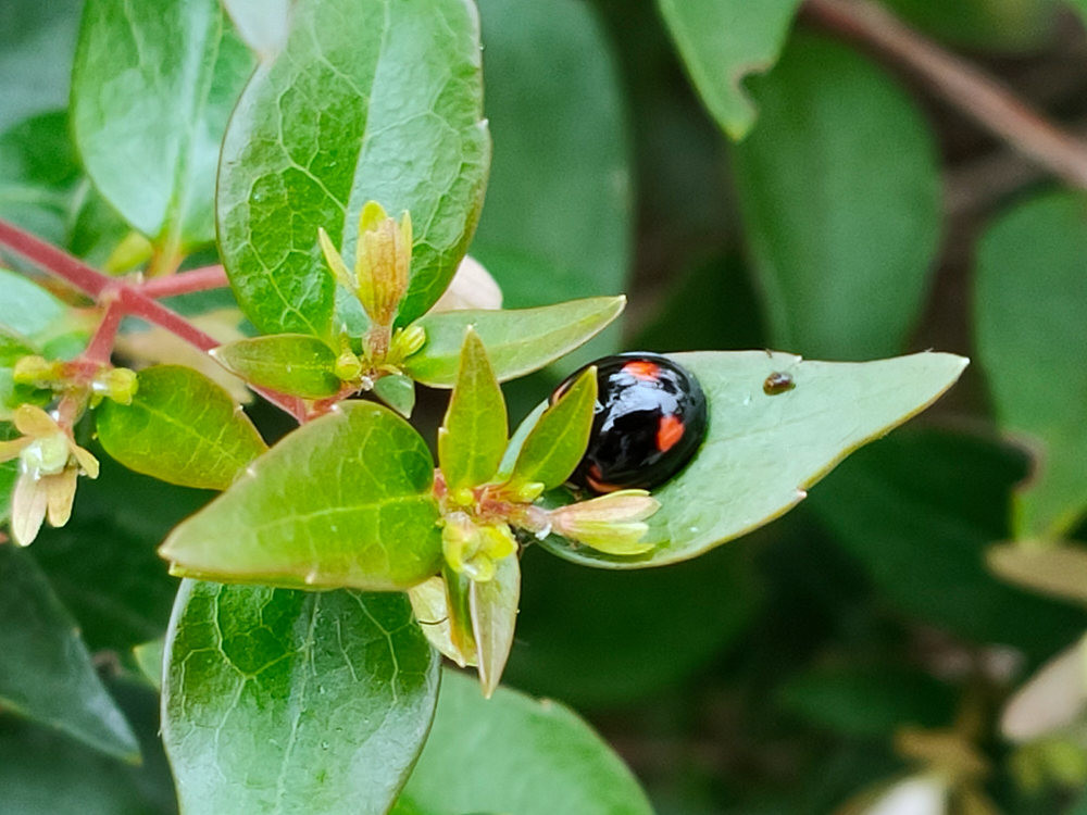 照片中包含了昆虫、昆虫、摄影、微距摄影、叶