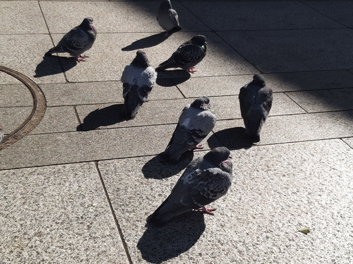 Pigeons and doves, Road surface, Road, Fauna, Beak, Feather, pigeons and doves, Pigeons and doves, Bird, Rock dove, Shadow, Snapshot, Feather, Beak, Sky, Leg, Tail