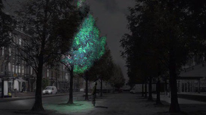 是荷蘭研發發光植物取代街燈這篇文章的首圖