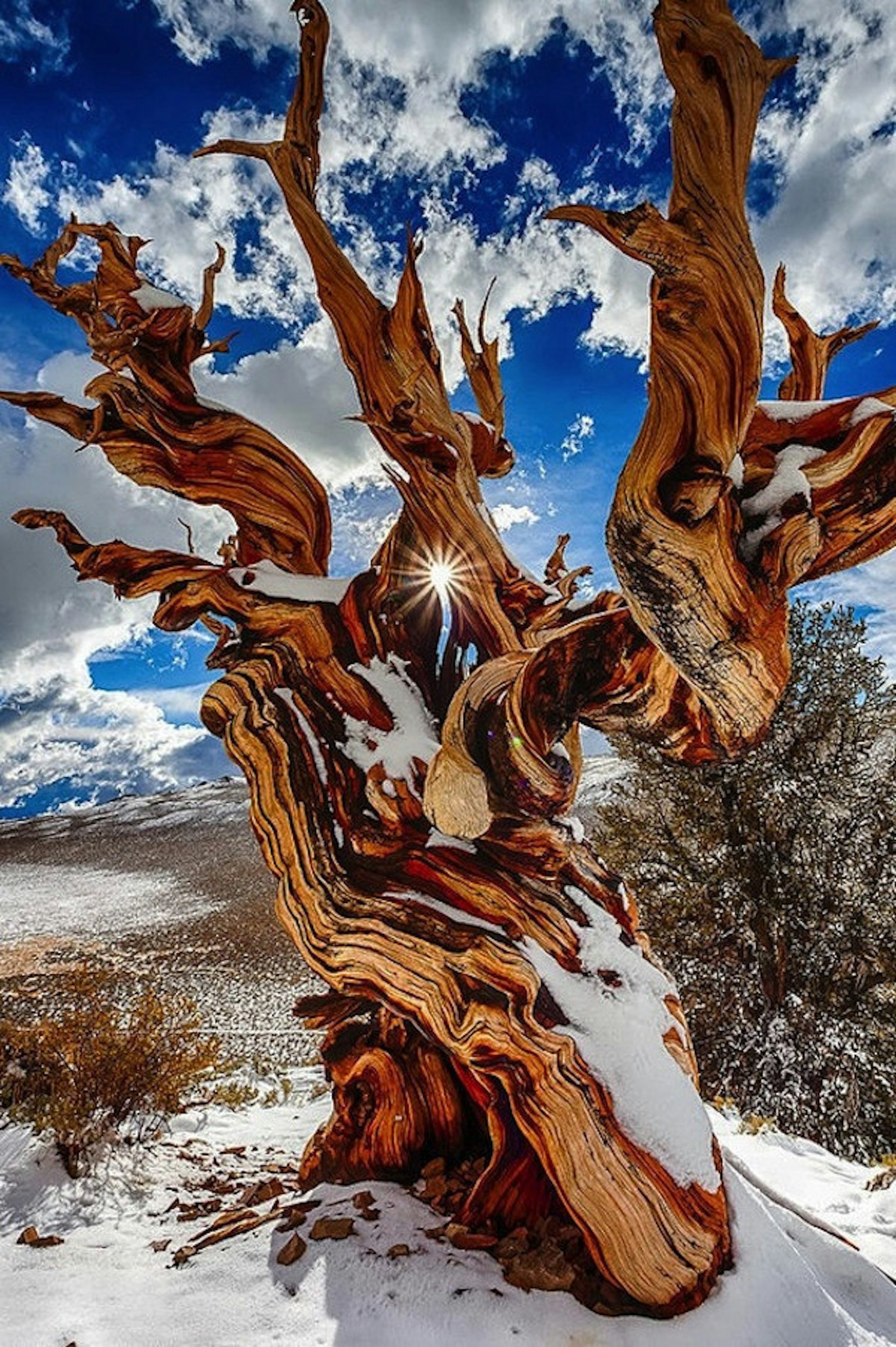 是世界上最老的樹木「Methuselah」美到令人驚嘆！這篇文章的首圖