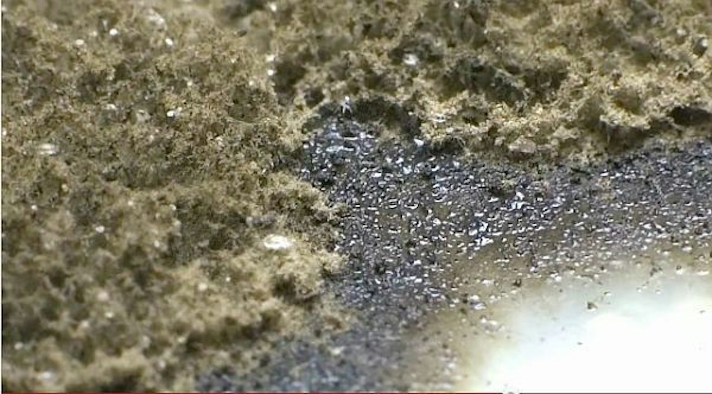 是癮科學：發黴是這世界上最美好的事這篇文章的首圖