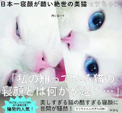 是日本美麗小白貓超反差萌，睡相崩壞崩到出書這篇文章的首圖