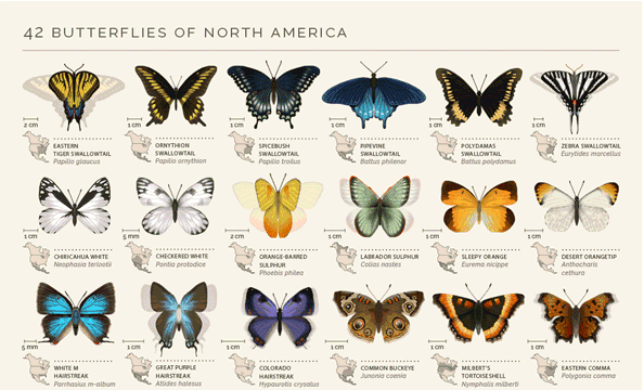 是美好的動態蝴蝶 Gif 檔，認識 42 隻北美洲蝴蝶這篇文章的首圖