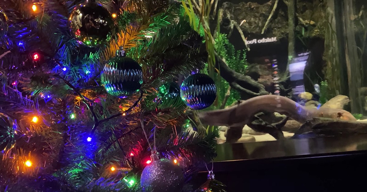 照片中提到了o0l odalsM，包含了電鰻聖誕樹、聖誕彩燈、田納西州水族館、聖誕節、樹