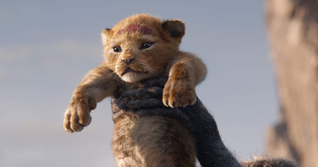 Simba, Nala, Film, Live action, Movie: The Lion King, Lion King Movie, Animation, , Trailer, Walt Disney Pictures, lion king 2019, Mammal, Vertebrate, Terrestrial animal, Felidae, Wildlife, Lion, Whiskers, Carnivore, Big cats, Snout