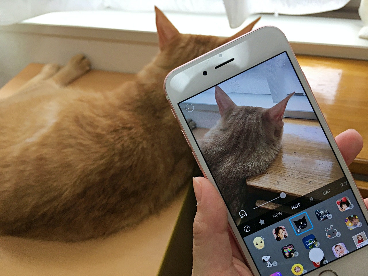 Whiskers, Cat, Kitten, , Gadget, Application software, Photography, Snow, Camera, ナウい, whiskers, Cat, Gadget, Small to medium-sized cats, Felidae, Whiskers, Electronic device, Technology, Mobile phone, Communication Device, Smartphone
