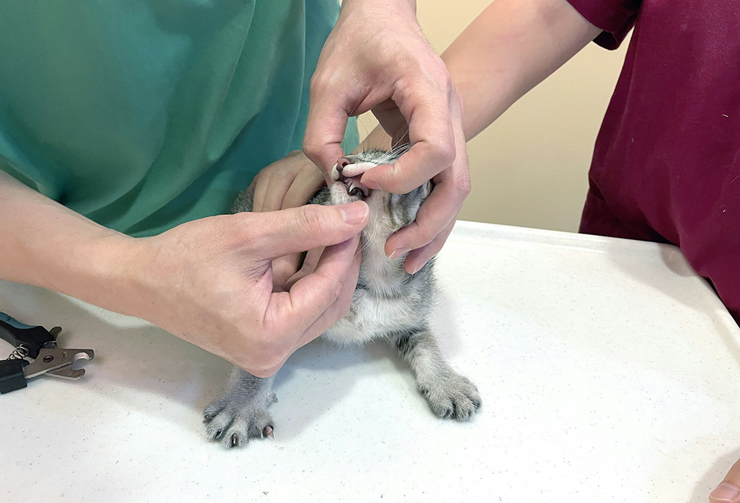 照片中包含了寵物、脊椎動物、哺乳動物、犬科、狗