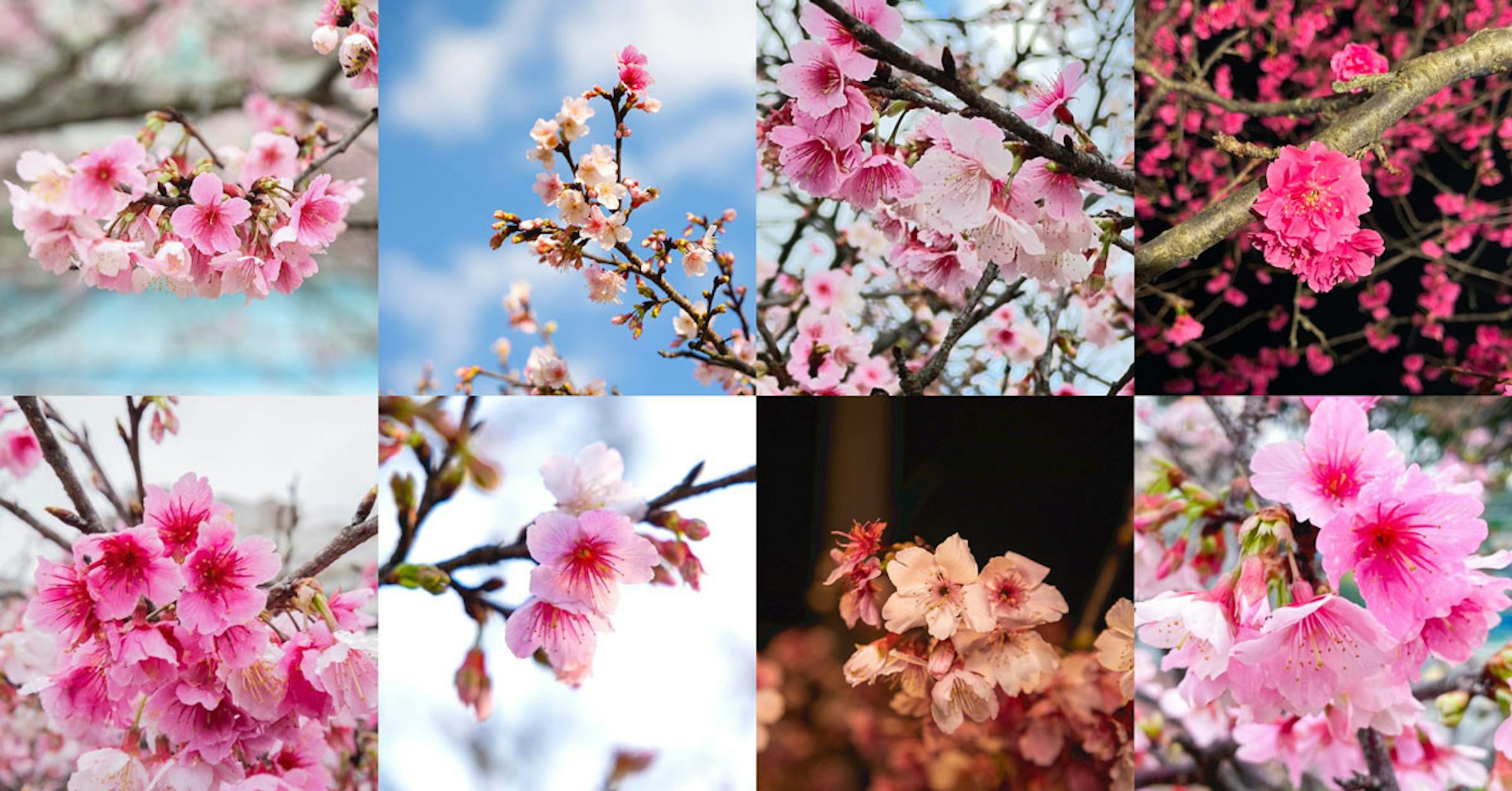 照片中包含了開花、開花植物、櫻花盛開、李子、ST.AU.150 MIN.V.UNC.NR AD