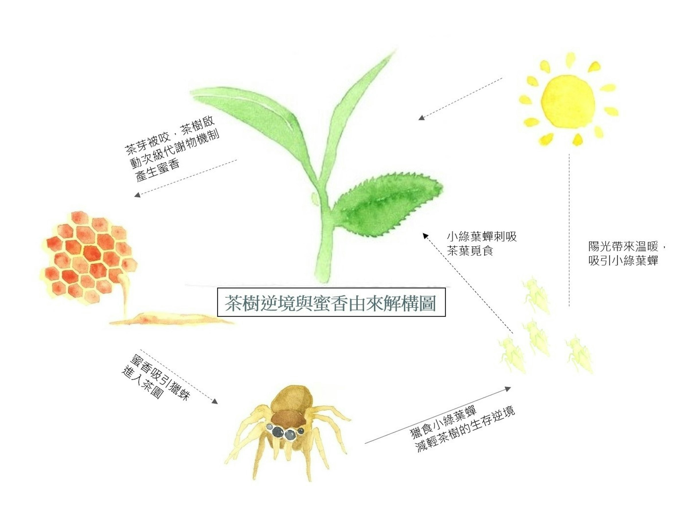 Insect, Lepidoptera, M / 0d, Pollinator, Leaf, Plant stem, Product design, Diagram, Design, Product, leaf, Botany, Plant, Organism, Leaf, Flower, Plant stem