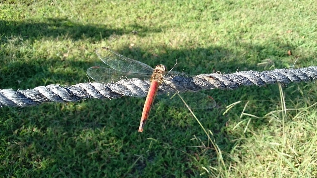 , , Netherlands, Sympetrum frequens, Agriculture, Mating, Male, Female, Computer, Head, grass, Grass, Insect, Dragonflies and damseflies, Grass family, Dragonfly, Plant, Hawker dragonflies, Fence, Invertebrate, Wire fencing