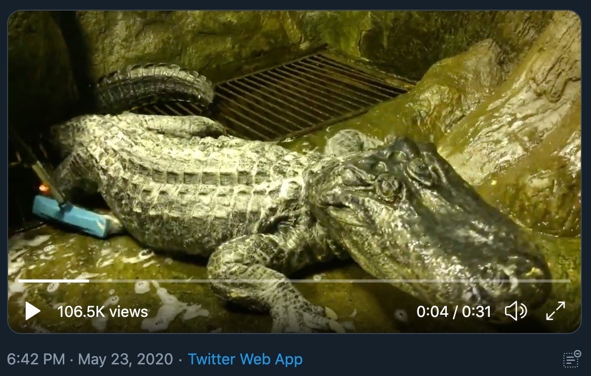照片中提到了106.5K views、0:04 / 0:31 ) <"、6:42 PM · May 23, 2020 · Twitter Web App，包含了尼羅河鱷魚、尼羅河鱷魚、美國短吻鱷、鱷魚皮、第二次世界大戰