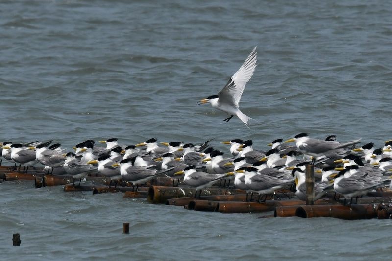 照片中包含了水、中國鳳頭燕鷗、2019–20年冠狀病毒大流行、歐洲鯡鷗、武漢市