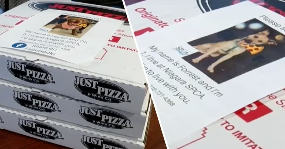 Foodpanda和uber Eats學起來 把披薩外送盒貼上流浪動物收養告示收養率超高 Pizza Cool3c