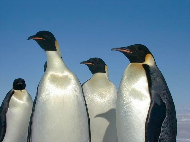 照片中包含了可愛的企鵝、帝企鵝、小企鵝、加拉帕戈斯企鵝、企鵝王