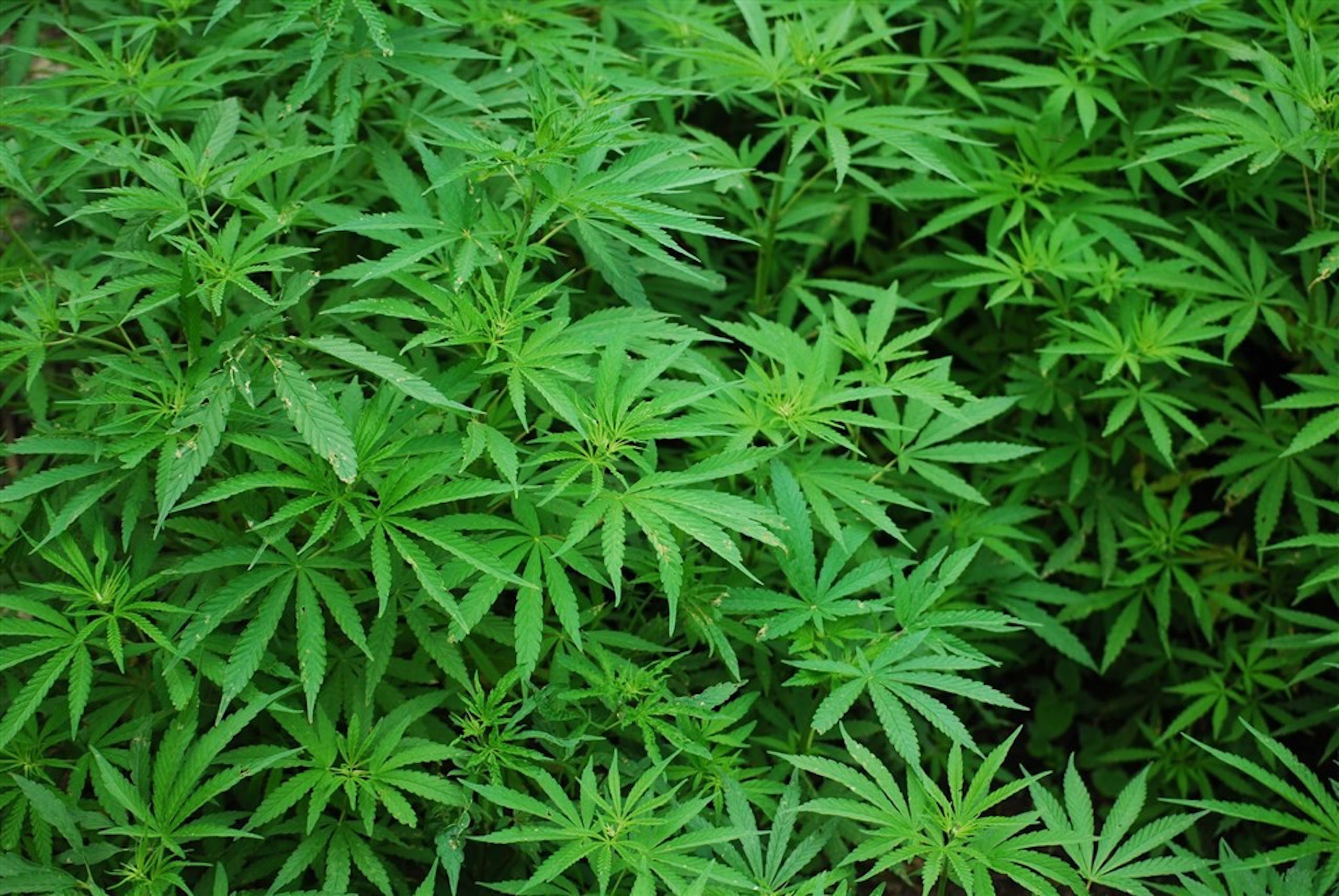 照片中包含了大麻植物、麻、大麻素、庫什、四氫大麻酚