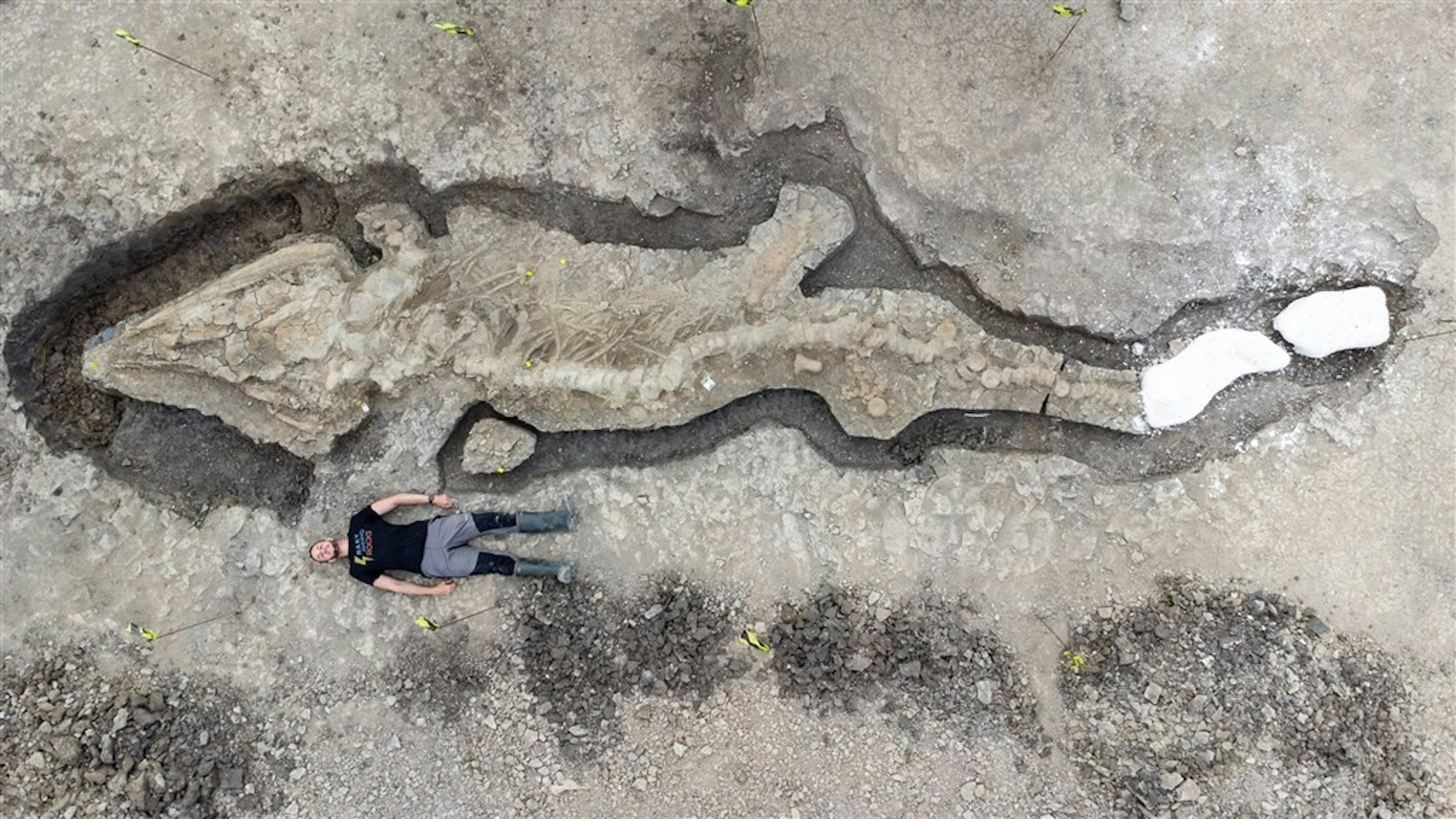 照片中包含了魚龍、魚龍、恐龍、爬行動物、海洋爬行動物