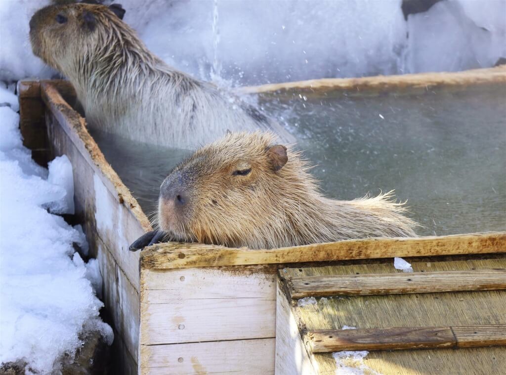照片中包含了那須動物王國、那須動物王國、水豚、長崎バイオパーク、1 月 8 日至 14 日:候補名單