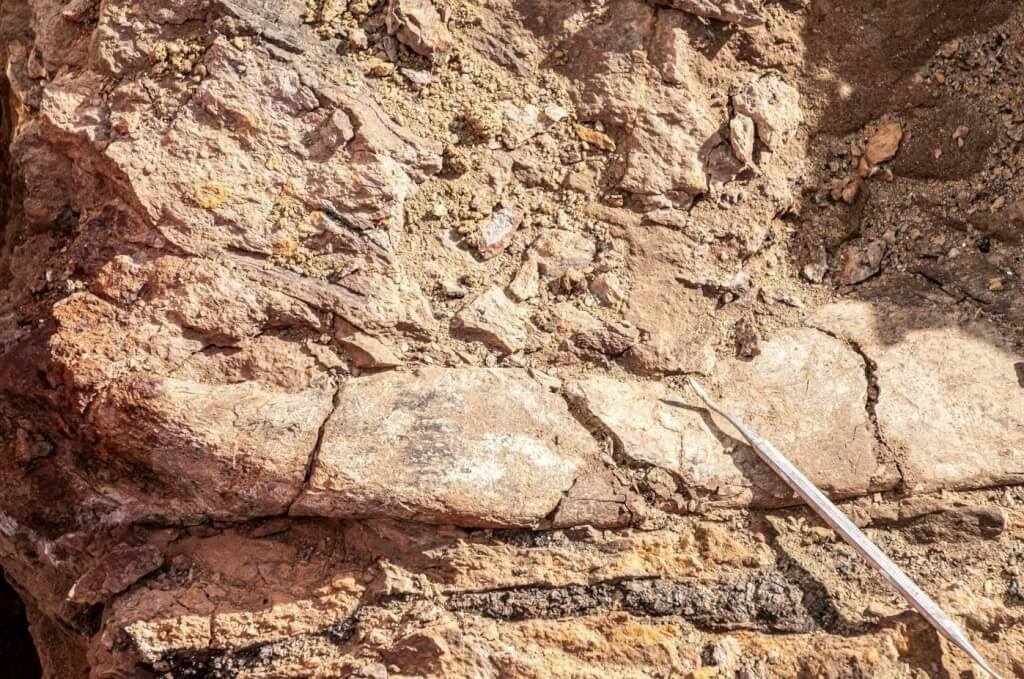 照片中包含了恐龍、恐龍、巨盜龍、地質學、化石