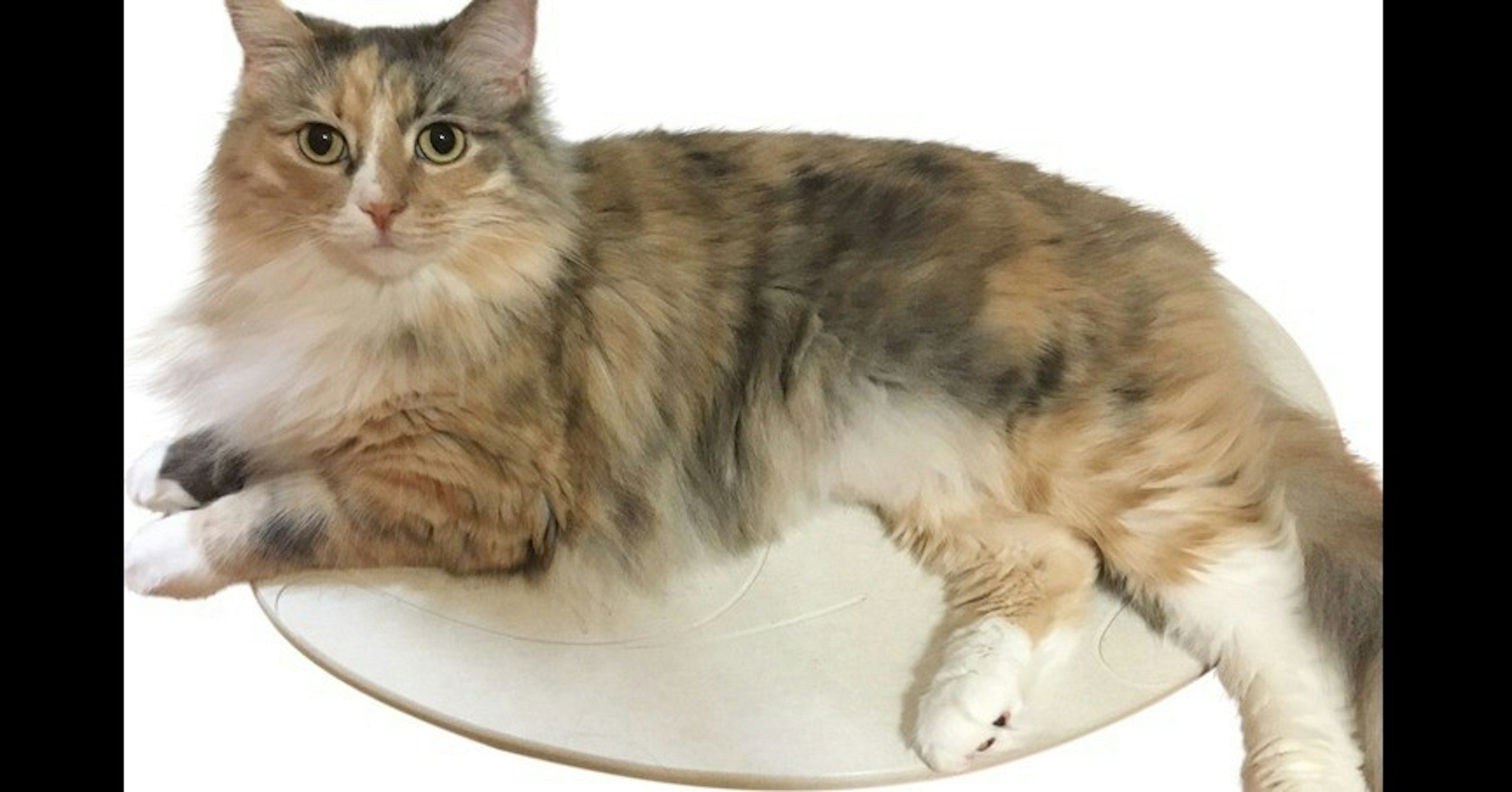Ragamuffin cat, Asian Semi-longhair, Aegean cat, Siberian cat, Maine Coon, Norwegian Forest cat, Kurilian bobtail, Cymric, Whiskers, Domestic short-haired cat, Cat, cat, mammal, small to medium sized cats, cat like mammal, fauna, whiskers, domestic long haired cat, domestic short haired cat, norwegian forest cat, maine coon