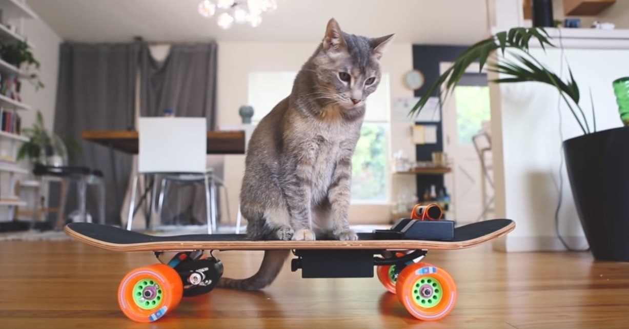 Cat, Skateboard, Electric skateboard, Ollebirde, Skateboarding trick, , , Meme, Internet meme, , Skateboard, cat, small to medium sized cats, cat like mammal, skateboarding equipment and supplies, skateboard, furniture, whiskers, table, kitten, product
