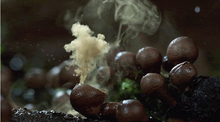 是用GIF看菇菇的成長史這篇文章的首圖